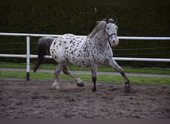 Sang de charrette polonais Croisé, Jument, 9 Ans, 162 cm, Léopard