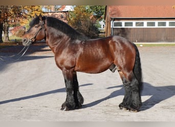 Sang froid allemand rhénan, Étalon, 12 Ans, 167 cm, Bai