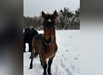 Sang froid allemand rhénan, Étalon, 1 Année