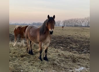 Sang froid allemand rhénan, Étalon, 3 Ans, 165 cm, Bai