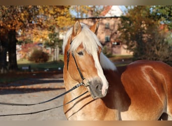 Sang froid allemand rhénan, Étalon, 6 Ans, 165 cm, Alezan