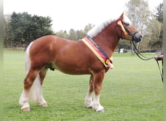 Sang froid allemand rhénan, Étalon, 7 Ans, 162 cm, Alezan