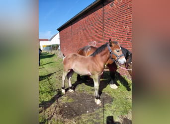 Sang froid allemand rhénan, Étalon, Poulain (07/2025)