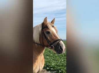Sang froid allemand rhénan, Hongre, 18 Ans, 155 cm, Alezan