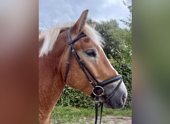 Sang froid allemand rhénan, Hongre, 3 Ans, 163 cm, Alezan