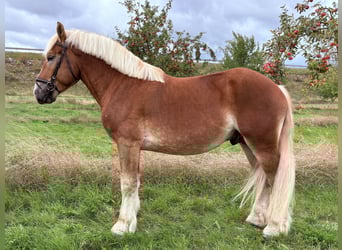 Sang froid allemand rhénan, Hongre, 3 Ans, 163 cm, Alezan