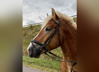 Sang froid allemand rhénan, Hongre, 4 Ans, 163 cm, Alezan