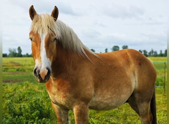 Sang froid allemand rhénan, Hongre, 5 Ans, 165 cm, Alezan