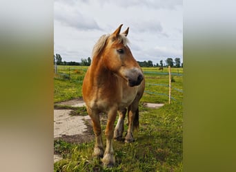 Sang froid allemand rhénan, Hongre, 5 Ans, 165 cm, Alezan