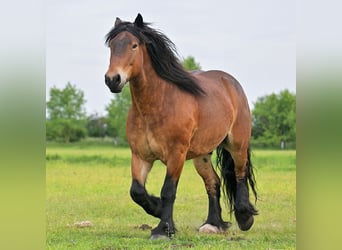 Sang froid allemand rhénan, Hongre, 7 Ans, 167 cm, Bai
