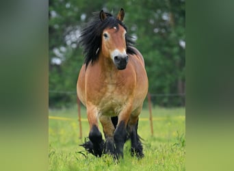 Sang froid allemand rhénan, Hongre, 7 Ans, 167 cm, Bai