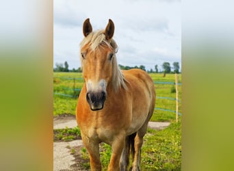 Sang froid allemand rhénan, Hongre, 7 Ans, 167 cm, Bai