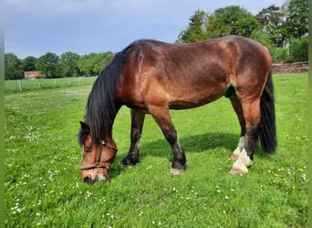 Sang froid allemand rhénan, Hongre, 9 Ans, 174 cm, Bai