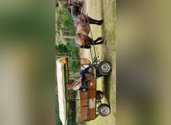 Sang froid allemand rhénan, Jument, 10 Ans, 160 cm, Bai