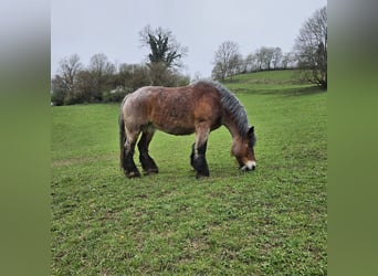 Sang froid allemand rhénan, Jument, 13 Ans, Gris (bai-dun)