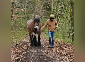 Sang froid allemand rhénan, Jument, 13 Ans, Gris (bai-dun)
