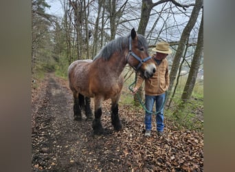 Sang froid allemand rhénan, Jument, 13 Ans, Gris (bai-dun)