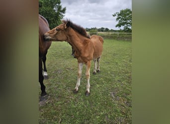 Sang froid allemand rhénan, Jument, 1 Année, 160 cm, Bai