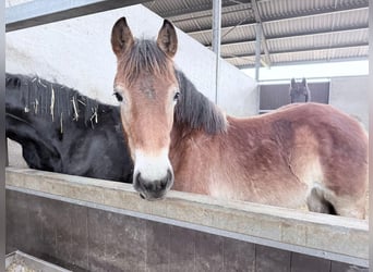 Sang froid allemand rhénan, Jument, 2 Ans, 160 cm, Bai