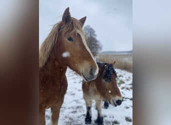 Sang froid allemand rhénan, Jument, 2 Ans, 163 cm, Alezan brûlé