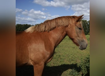 Sang froid allemand rhénan, Jument, 2 Ans, 163 cm, Alezan brûlé