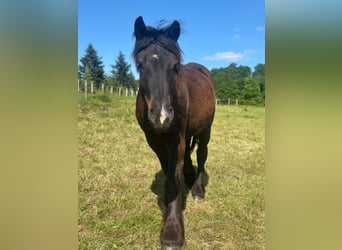 Sang froid allemand rhénan, Jument, 2 Ans