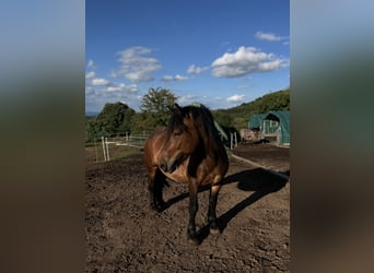 Sang froid allemand rhénan, Jument, 5 Ans, 160 cm, Bai