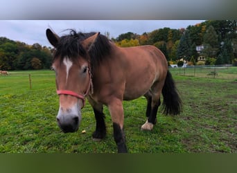 Sang froid allemand rhénan, Jument, 8 Ans, 170 cm