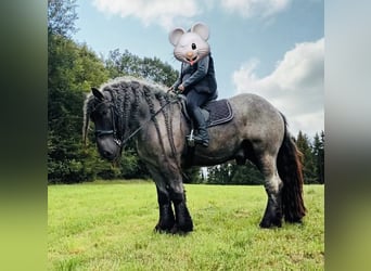 sang froid néerlandais, Hongre, 10 Ans, 170 cm, Rouan bleu