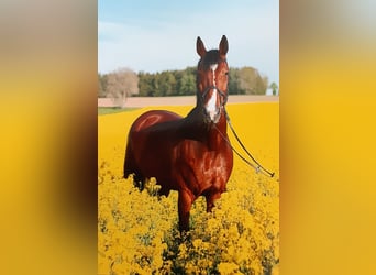 sang froid néerlandais, Hongre, 16 Ans, 174 cm, Bai