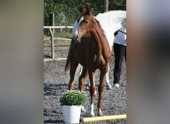 Sang noble allemand, Jument, 1 Année, Alezan