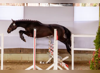 Sang noble allemand, Jument, 3 Ans, 162 cm, Bai brun