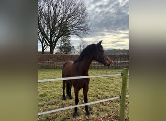 sangre caliente belga, Caballo castrado, 10 años, 163 cm, Castaño