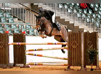 sangre caliente belga, Caballo castrado, 10 años, 169 cm