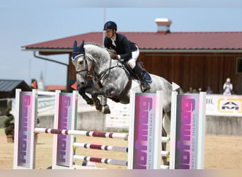 sangre caliente belga, Caballo castrado, 10 años, 170 cm, Tordo
