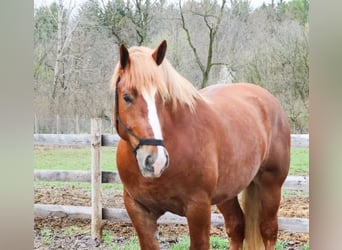 sangre caliente belga, Caballo castrado, 10 años, 173 cm, Alazán-tostado