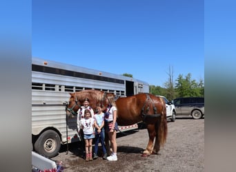 sangre caliente belga, Caballo castrado, 10 años, 173 cm, Alazán-tostado