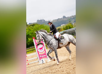 sangre caliente belga, Caballo castrado, 10 años, 178 cm, Tordo