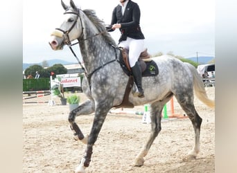 sangre caliente belga, Caballo castrado, 10 años, 178 cm, Tordo