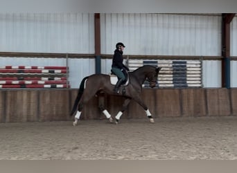 sangre caliente belga, Caballo castrado, 10 años, 180 cm, Castaño