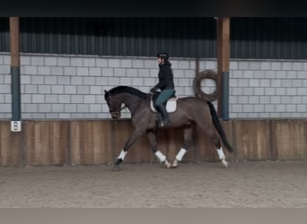 sangre caliente belga, Caballo castrado, 10 años, 180 cm, Castaño