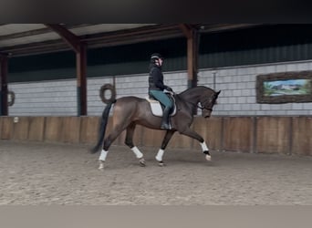 sangre caliente belga, Caballo castrado, 10 años, 180 cm, Castaño