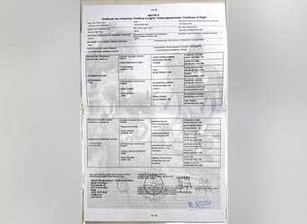 sangre caliente belga, Caballo castrado, 10 años, 180 cm, Castaño