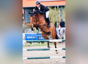 sangre caliente belga, Caballo castrado, 10 años, 183 cm, Castaño