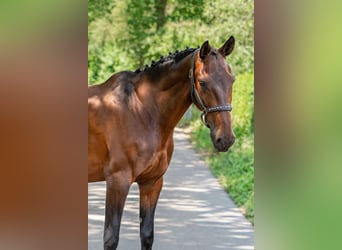 sangre caliente belga Mestizo, Caballo castrado, 11 años, 162 cm, Castaño