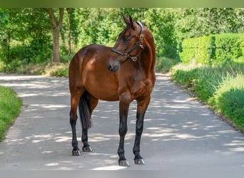 sangre caliente belga Mestizo, Caballo castrado, 11 años, 162 cm, Castaño