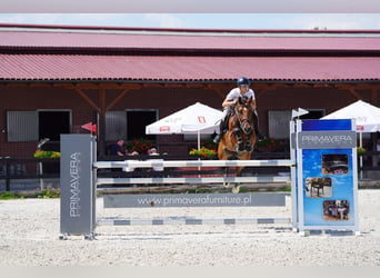 sangre caliente belga, Caballo castrado, 11 años, 162 cm, Castaño