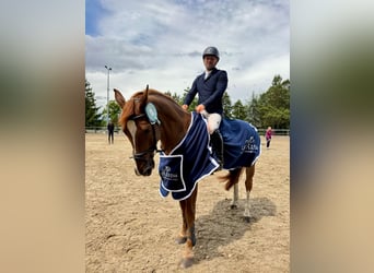 sangre caliente belga, Caballo castrado, 11 años, 168 cm, Alazán