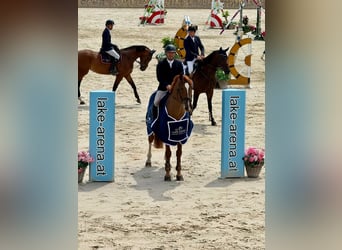 sangre caliente belga, Caballo castrado, 11 años, 168 cm, Alazán