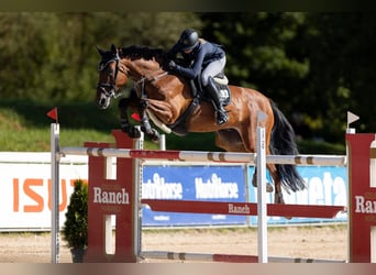 sangre caliente belga, Caballo castrado, 11 años, 170 cm, Castaño